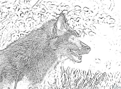 foxes Coloring Pages To Print